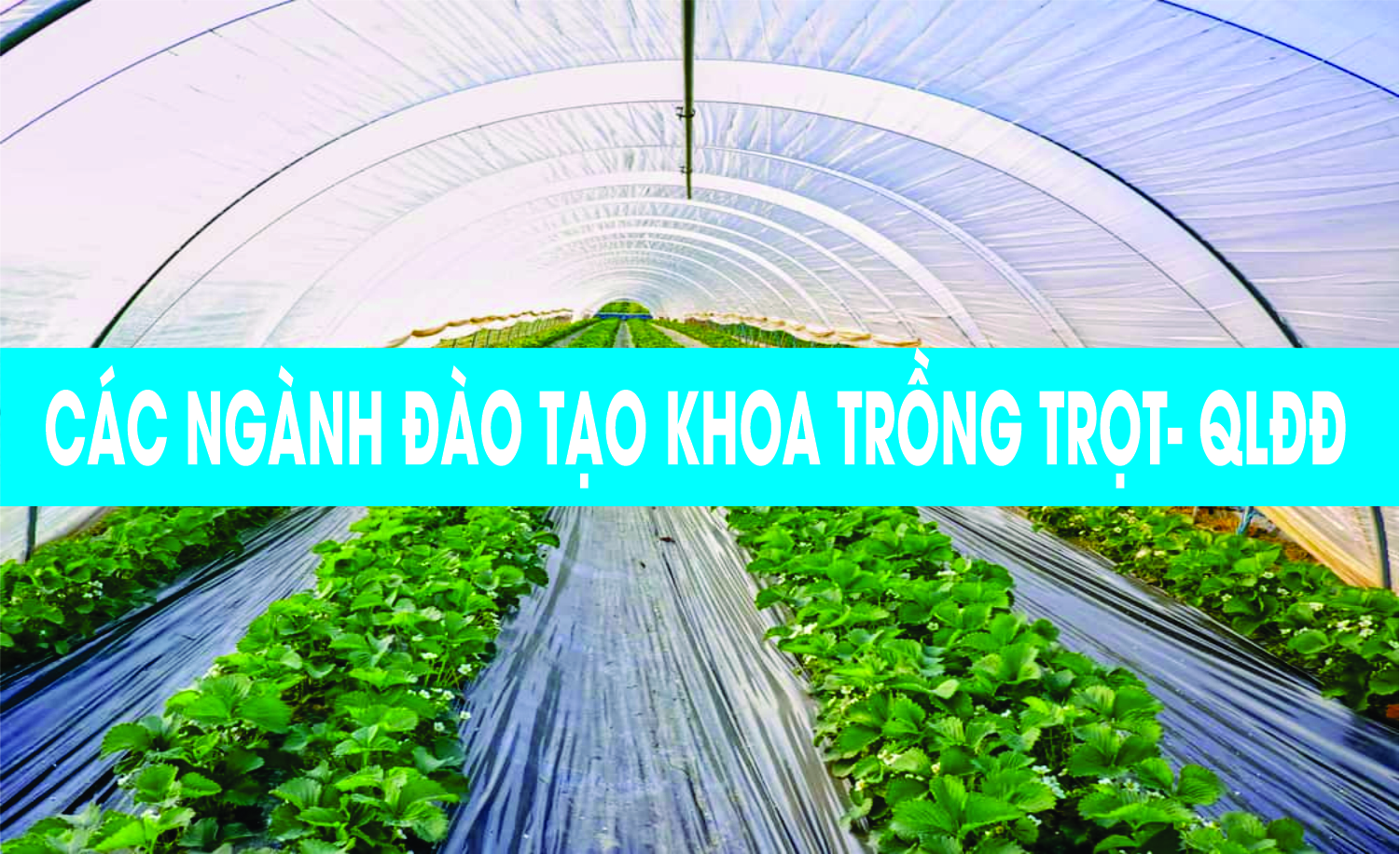 Khoa TTQLDD